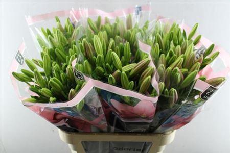 Lilium (LA-hybrids Grp) 'Scotland'