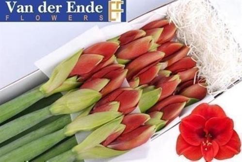 Hippeastrum Galaxy Grp 'Ferrari'