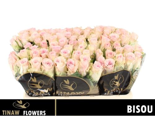 Rosa grootbloemig Bisou