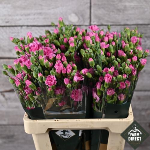 Dianthus tros 'Lilac Melissa'