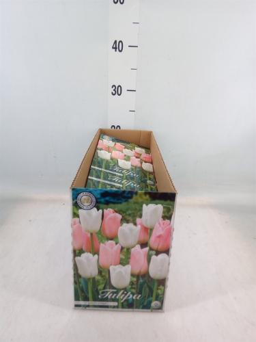 Tulipa (bol)