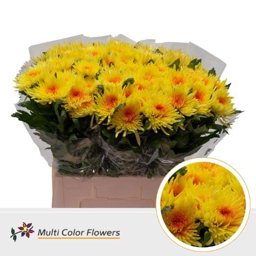 Chrysanthemum geplozen kas kleurbehandeld H%