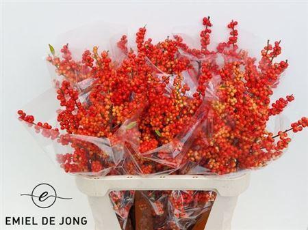 Ilex verticillata Oudijk's Orange