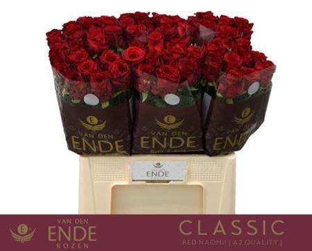 Rosa grootbloemig Red Naomi!