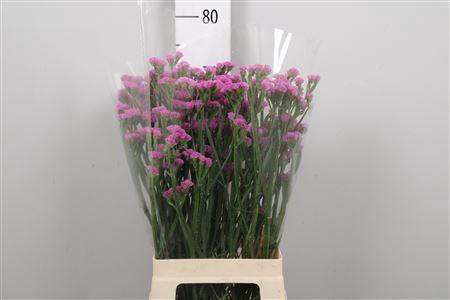 Limonium sinuatum Musical Wings