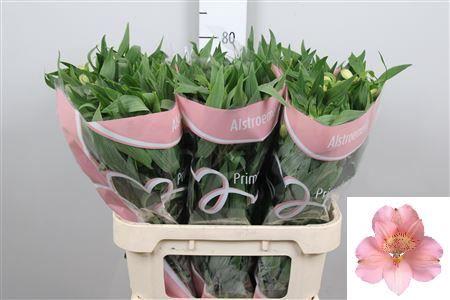Alstroemeria Pink Floyd