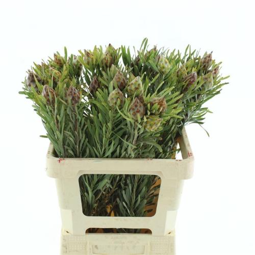 Leucadendron overig