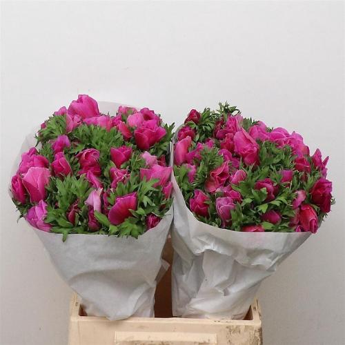Anemone coronaria 'Mistral Plus Fucsia'