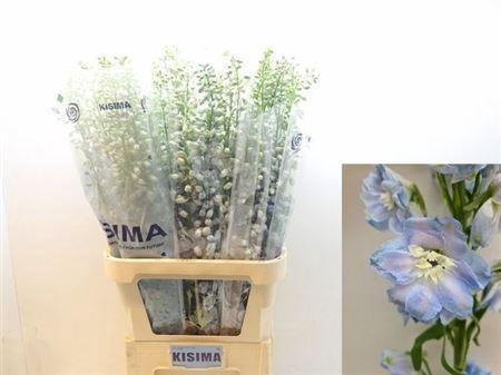 Delphinium (Elatum Grp) 'Magic Fountains Skyblue Whitebee'
