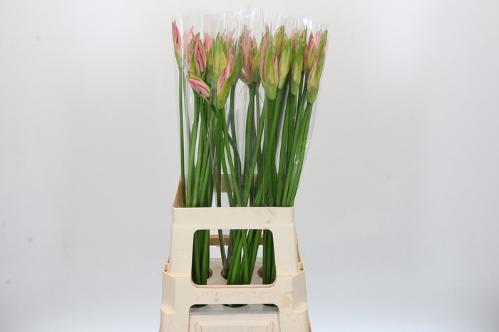 Nerine Bowdenii Grp 'Vesta K'