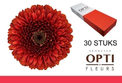 Gerbera mini bolvormig Pomponi Rizzo