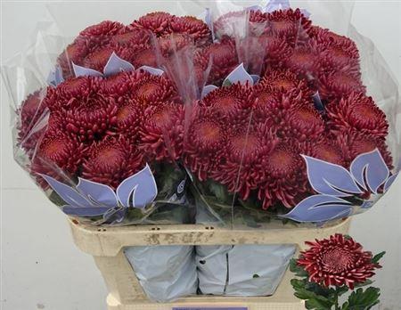 Chrysanthemum (Indicum Grp) geplozen 'Bigoudi Red'