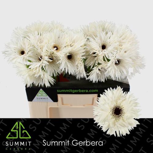Gerbera grootbloemig Garden Ghost