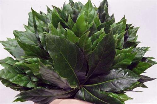 Fatsia japonica (blad)