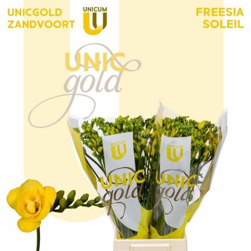 Freesia dubbelbloemig Soleil