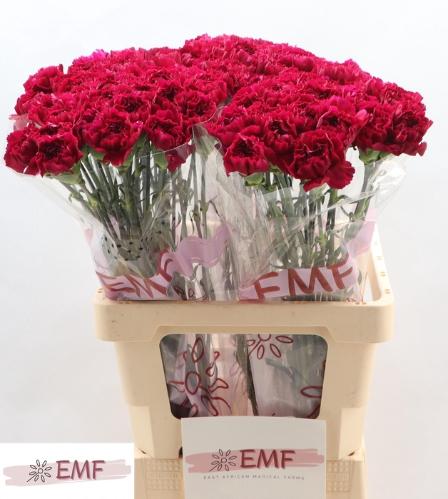 Dianthus standaard Yukari Violet