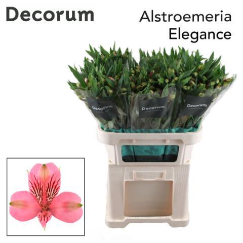 Alstroemeria Elegance