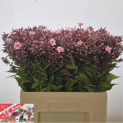 Phlox Paniculata Grp 'Bright Eyes'