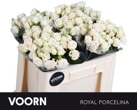 Rosa tros Royal Porcelina