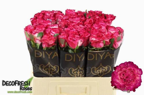 Rosa grootbloemig Enchantment