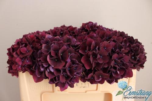 Hydrangea macrophylla Magical Rubyred (paars)