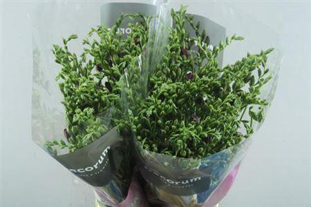 Freesia dubbelbloemig Cherise