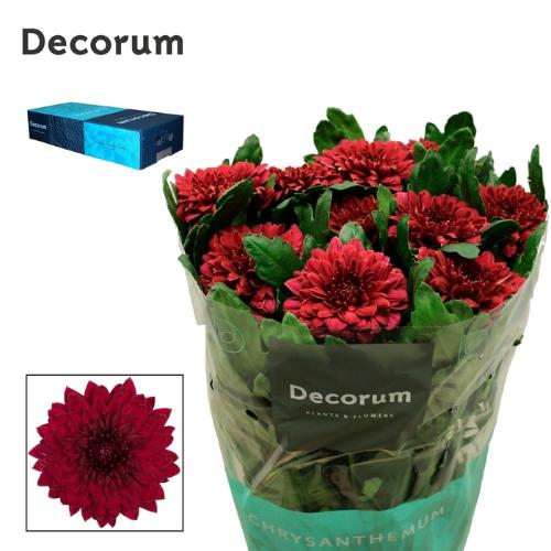 Chrysanthemum (Indicum Grp) Pip Red