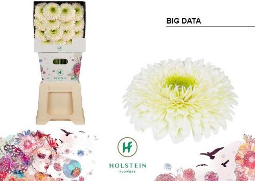 Gerbera grootbloemig bolvormig Gerponi Big Data