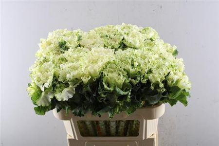 Brassica oleracea 'Crane Ruffle White'