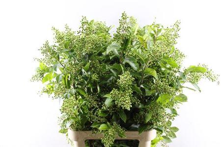 Ligustrum ovalifolium 'Winter Jewel'