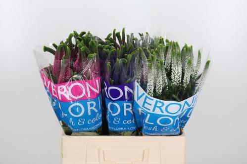 Veronica Smart Gemengd