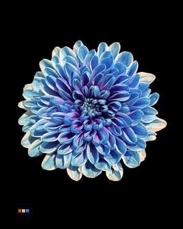Chrysanthemum Indicum Grp tros kas kleurbehandeld H%