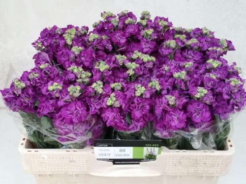 Matthiola incana 'Impala Purple'