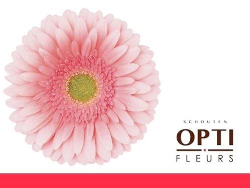 Gerbera grootbloemig 'Romella'