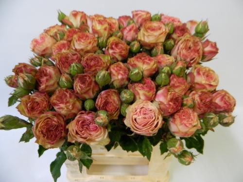 Rosa tros Tabaluga Freelander