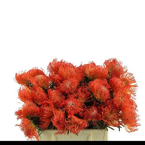 Leucospermum cordifolium 'Succession'