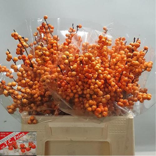 Ilex verticillata 'Winter Gold'