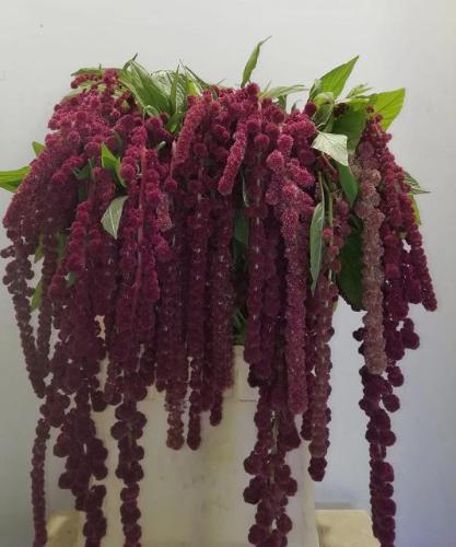 Amaranthus caudatus 'Rosary'
