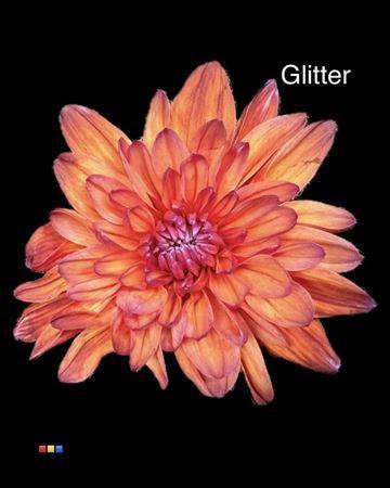 Chrysanthemum Indicum Grp tros kas kleurbehandeld H%