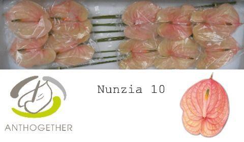 Anthurium Andreanum Grp Nunzia