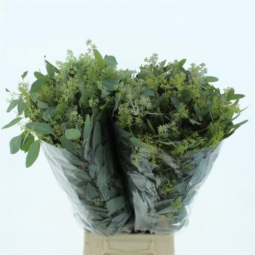 Eucalyptus per bos populifolia (met bes)