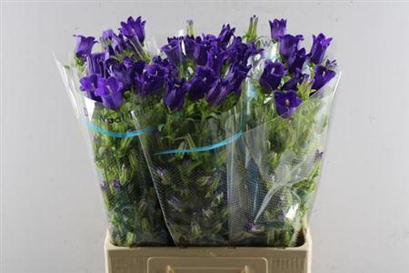 Campanula medium 'Champion Blue'