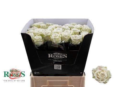 Rosa grootbloemig gewaxt H%