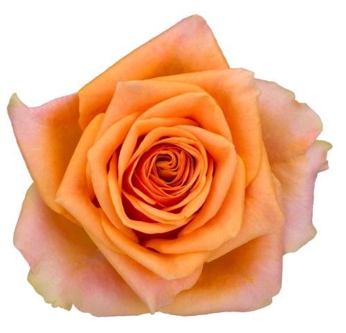 Rosa grootbloemig Novi!