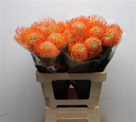 Leucospermum cordifolium overig