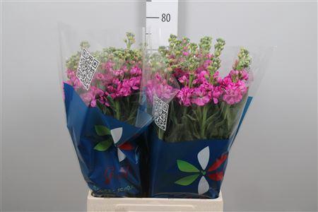 Matthiola incana 'Iron Deep Pink'