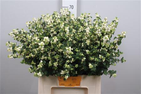 Symphoricarpos Magical Lemon And Lime