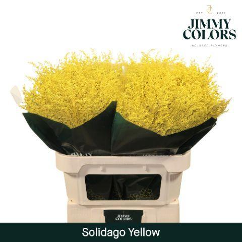 Solidago kleurbehandeld H%