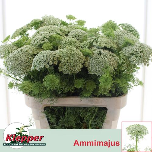 Ammi visnaga 'Casablanca'