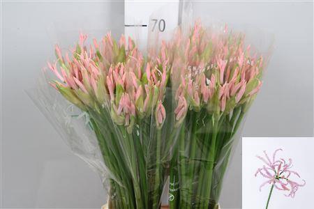 Nerine Bowdenii Grp 'Vesta K'